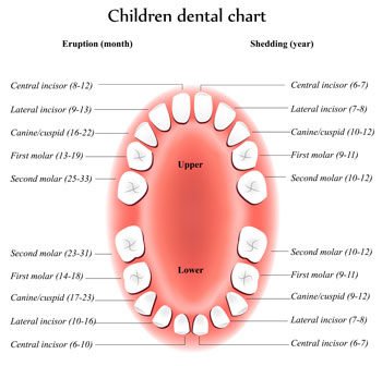 Tooth Eruption Chart - Pediatric Dentist in Madison, MS